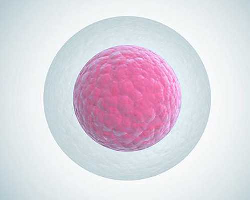 AA69助孕中心_什么叫借卵生子,美国试管婴儿什么时候取卵？_试管婴儿移植前后